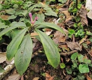 峨眉瑞香 峨眉瑞香