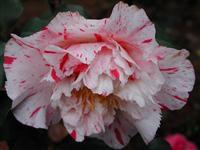 灑金寶珠 灑金寶珠