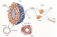 原發變態反應素