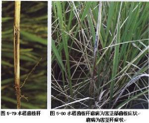 水稻茵核稈腐病
