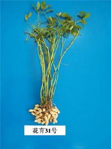 花育31號 花育31號