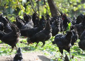 垚記蟲草烏雞 垚記蟲草烏雞