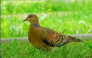 灰胸棕翅鳩 灰胸棕翅鳩