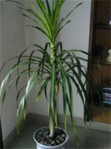 劍葉朱蕉 劍葉朱蕉