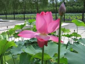 青菱紅蓮 青菱紅蓮