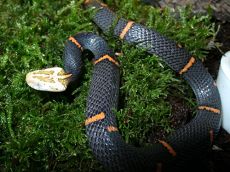 喜瑪拉雅白頭蛇