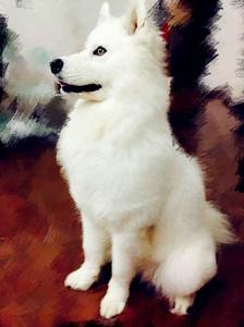 金眼薩摩犬 金眼薩摩犬