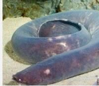 鰻潛魚屬 鰻潛魚屬