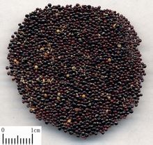 青葙子-中藥飲片