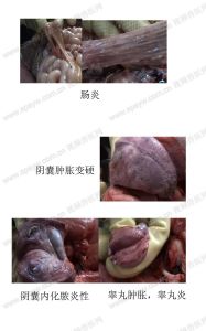 豬依原體病 豬依原體病