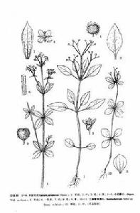 麗江拉拉藤 麗江拉拉藤