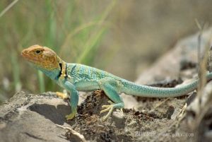 環頸蜥（頸圈蜥、領軛蜥）（美洲鬣蜥科）分布在北美洲西部的半乾旱地區，全長20－35厘米。擅長用後腿奔跑跳躍。