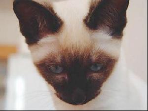 Siamese cat