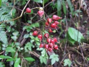 光滑高粱泡 光滑高粱泡