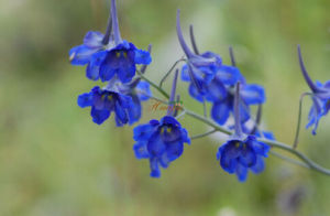 粗距翠雀花 粗距翠雀花