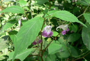 長距鳳仙花 長距鳳仙花