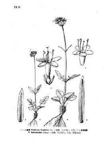 新疆纈草 新疆纈草