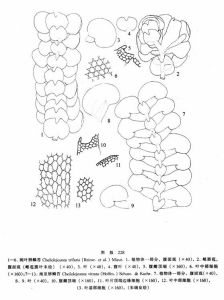 闊葉唇鱗苔 闊葉唇鱗苔