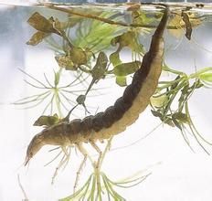 維竇夫盤絲蚓 維竇夫盤絲蚓