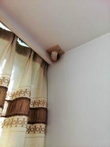 曾彬[偏執性精神障礙症的普通商人]