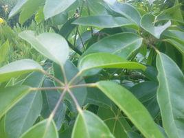 木通七葉蓮[木通七葉蓮]