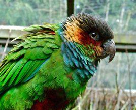 藍喉錐尾鸚鵡 藍喉錐尾鸚鵡