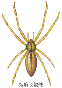 短胸長蟹蛛 短胸長蟹蛛