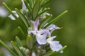 迷迭香屬 迷迭香屬