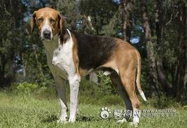 法國三色犬 法國三色犬