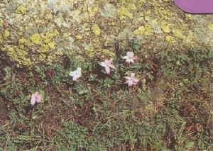 獨花黃精 獨花黃精