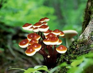 聚寶靈芝 聚寶靈芝