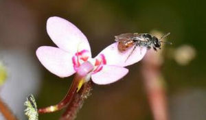 花柱草科 花柱草科