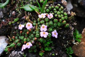 墊紫草屬 墊紫草屬