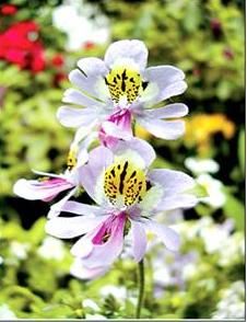 茄科一年生草本植物——蛾蝶花