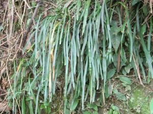 郎格帶蕨 郎格帶蕨