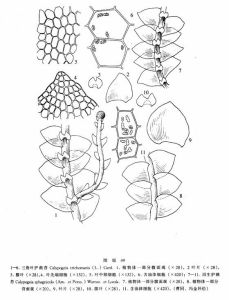 沼生護蒴苔 沼生護蒴苔
