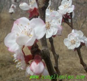 大地暢遊 大地暢遊