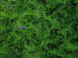 大花野豌豆 大花野豌豆
