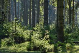 森林功能 森林功能