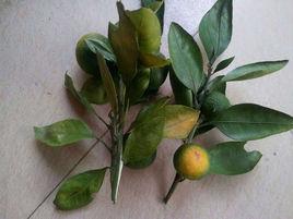 果樹缺鈣症 果樹缺鈣症