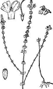 光葉小米草線條圖