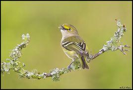 褐頂綠鶯雀 褐頂綠鶯雀