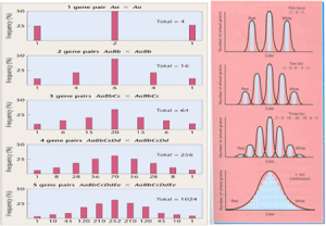 加性遺傳方差 加性遺傳方差