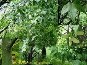 粗齒兩色槭 粗齒兩色槭