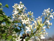 五瓣丁香花 五瓣丁香花