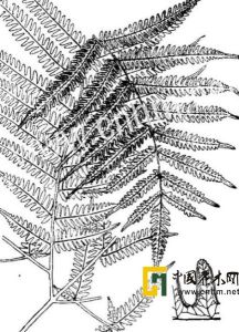 西南鳳尾蕨 西南鳳尾蕨