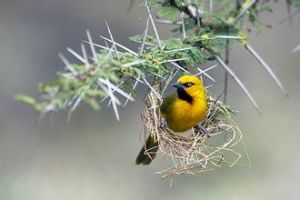 眼斑彩鶉 眼斑彩鶉