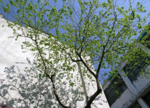 刺葉樹科 刺葉樹科