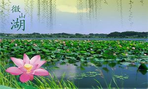 滕州微山湖濕地紅荷旅遊區 滕州微山湖濕地紅荷旅遊區