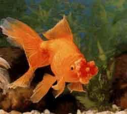 四絨球金魚 四絨球金魚